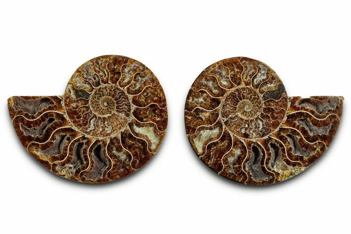 Cut & Polished, Agatized Ammonite Fossil - Deep Crystal Pockets #346161